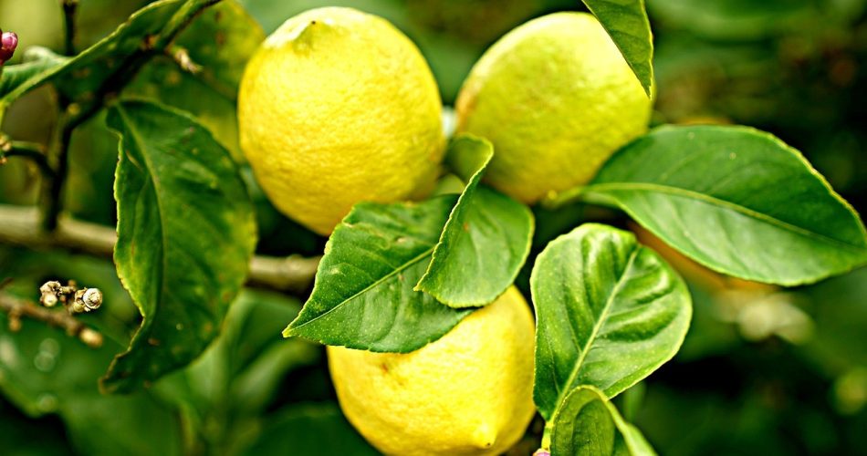 limoni