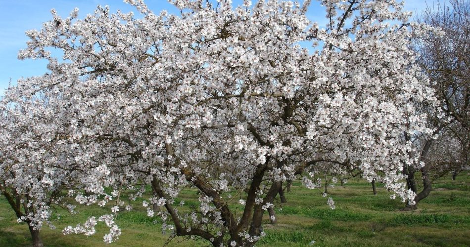 mandorloinfiore