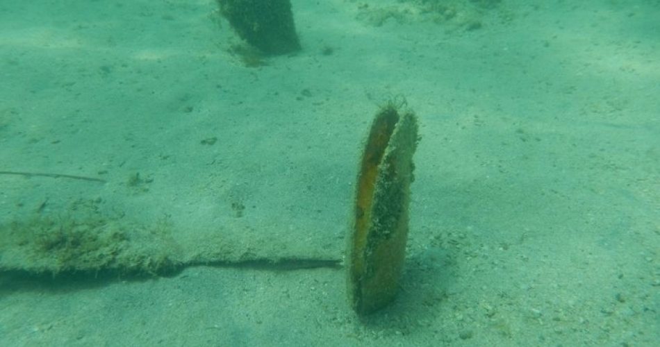 Pinna Nobilis Porto Cesareo