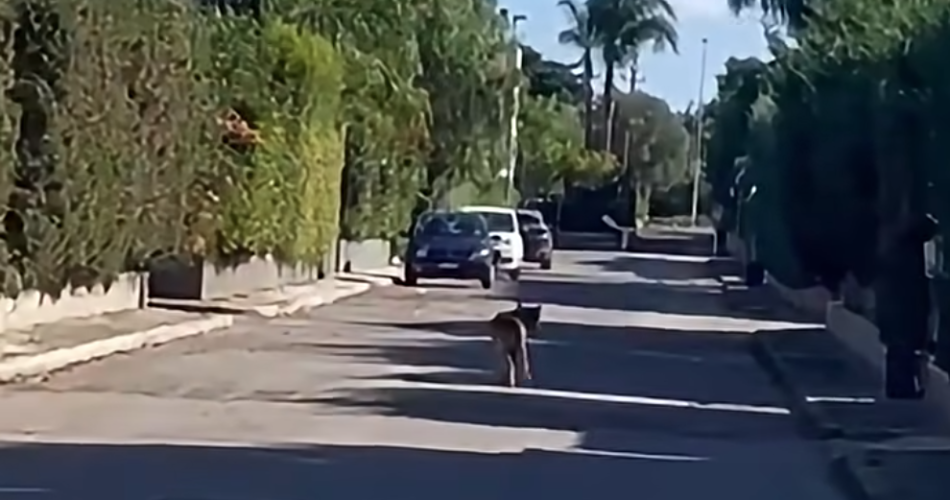noicattaro lupo