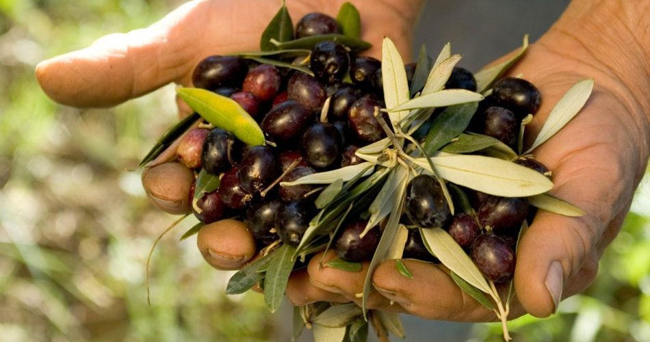 Olive Olive
