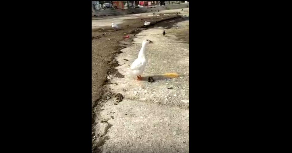 papera santo spirito