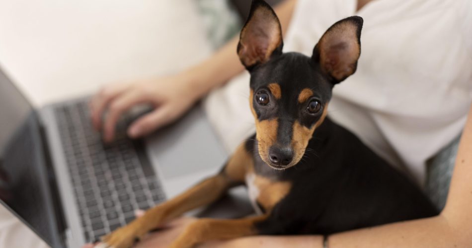 cani lavoro freepik