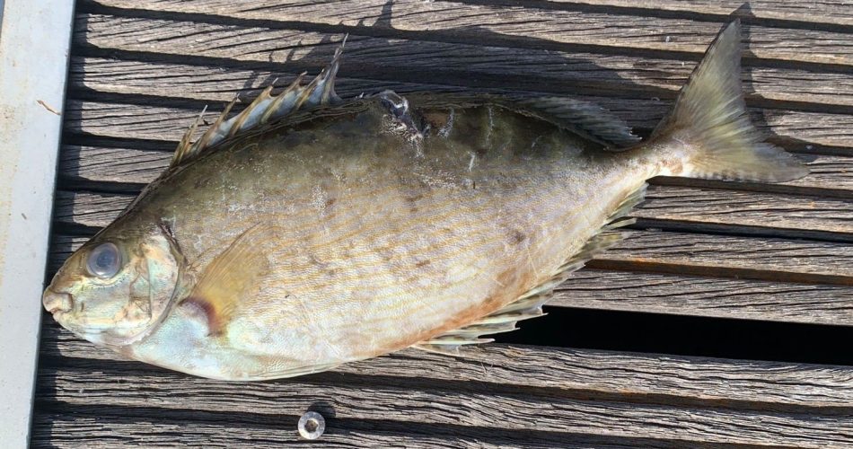 foto Facebook Carmela Isgrò