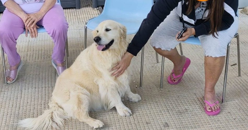 pet teraphy