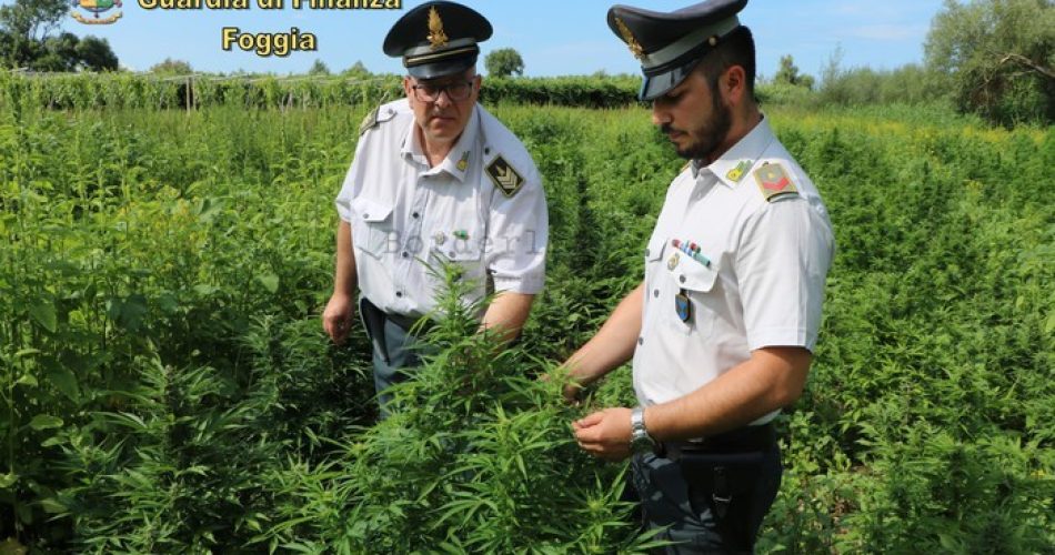Sequestro piantagione marijuana Trinitapoli