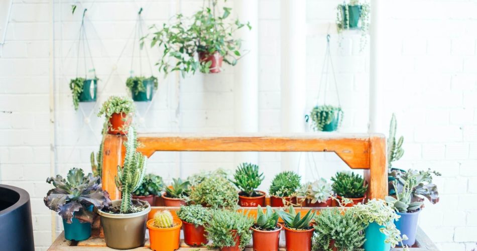 foto Foto: https://www.pexels.com/photo/different-potted-green-plants-on-wooden-shelves-5490784/