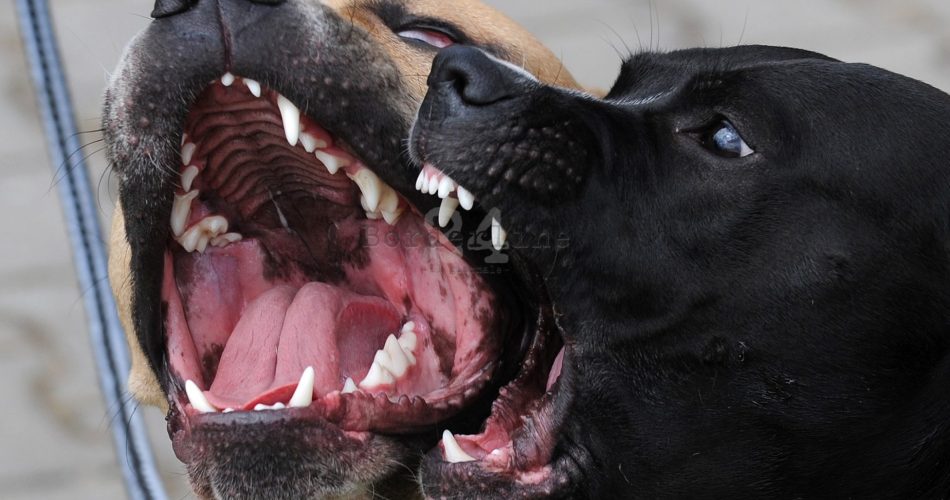 Pitbull dogs bark during the Prague Pitbull show on June 19, 2010 in the capital city. AFP PHOTO /MICHAL CIZEK (Photo credit should read MICHAL CIZEK/AFP/Getty Images)