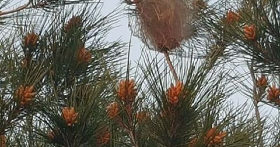 processionaria carbonara