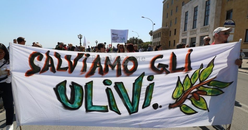 protesta ulivi