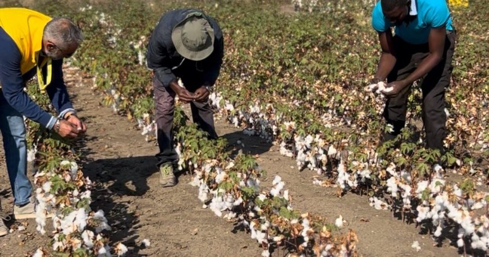 raccolta cotone