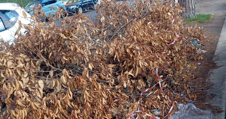 rami secchi