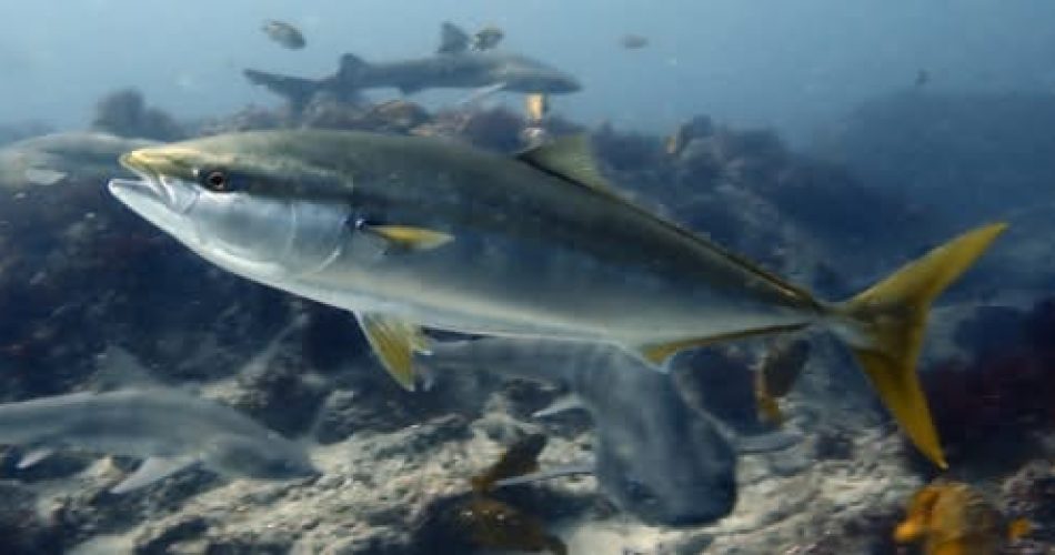 ricciola giapponese