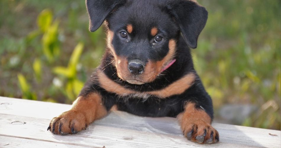 rottweiler cucciolo