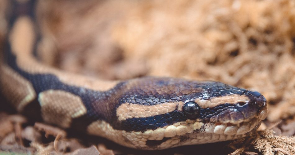 Public domani picture