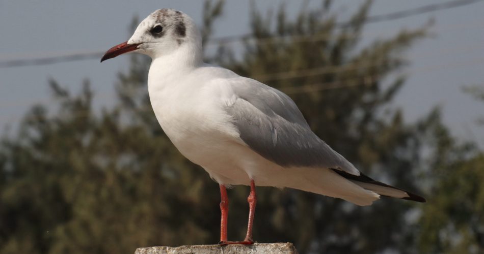 A selective focus shot of a white gull perched on a stone surface