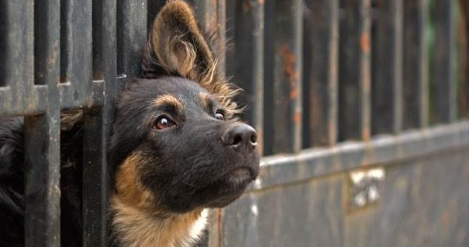 shutterstock_43885168