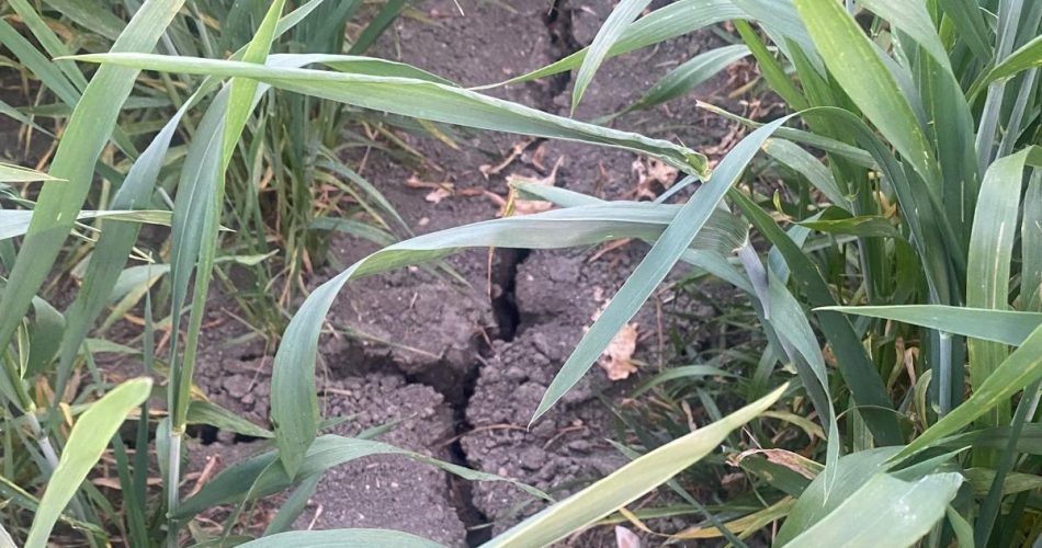 siccità i campi di grano stamattina 01