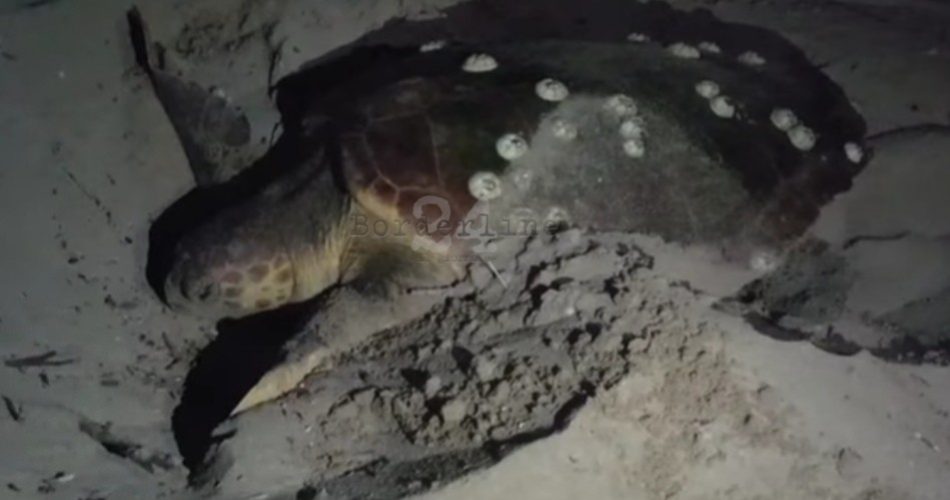 tartaruga caretta caretta