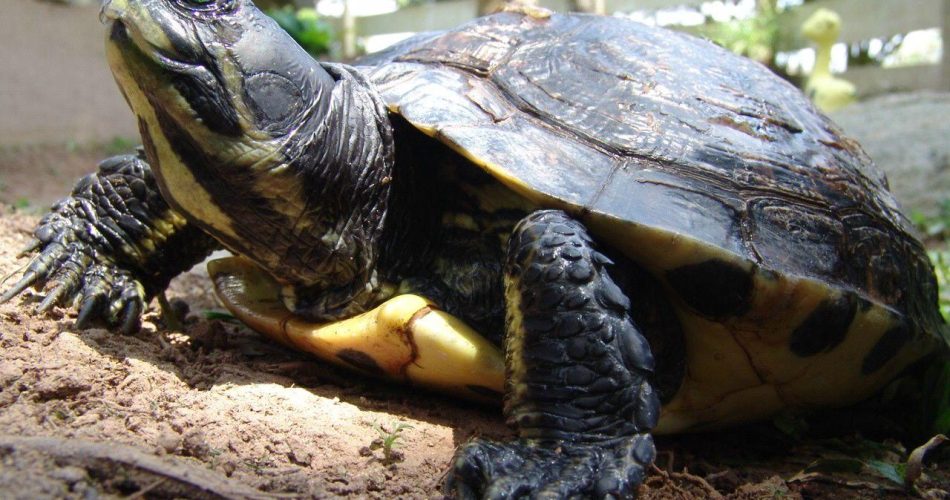 Tartaruga Terrestre