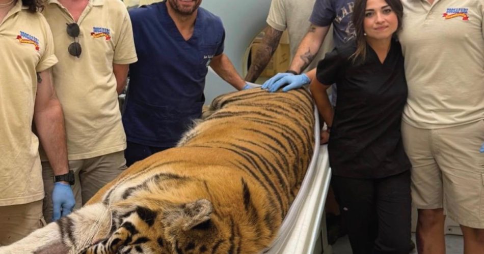 tigre