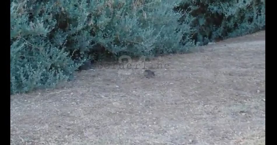 topi pane e pomodoro