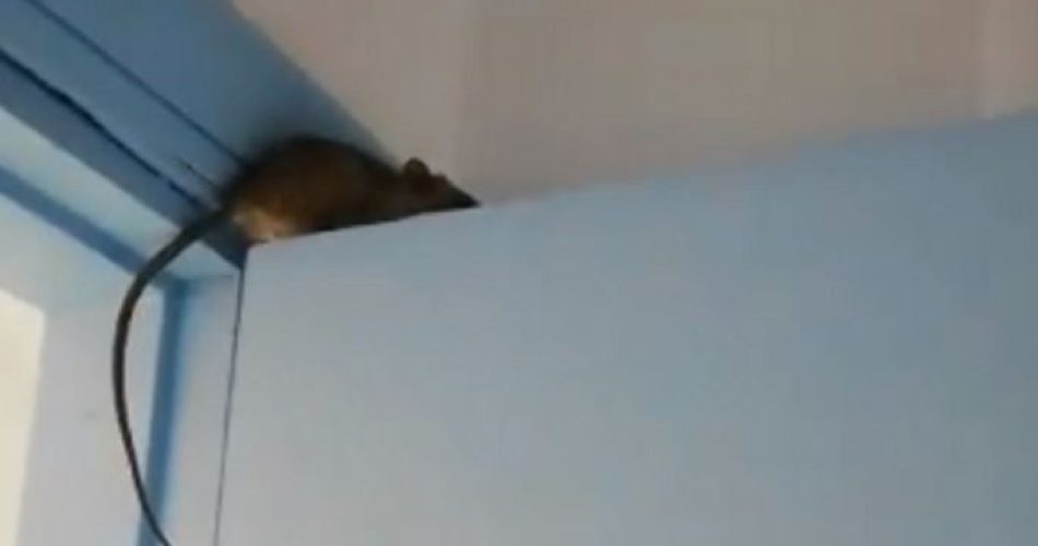 foto video ospedale Bisceglie topo