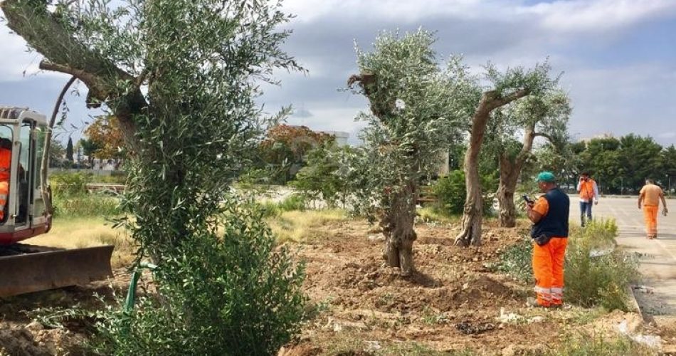 ulivi via Amendola 1