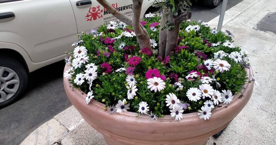 ultras bari fioriere