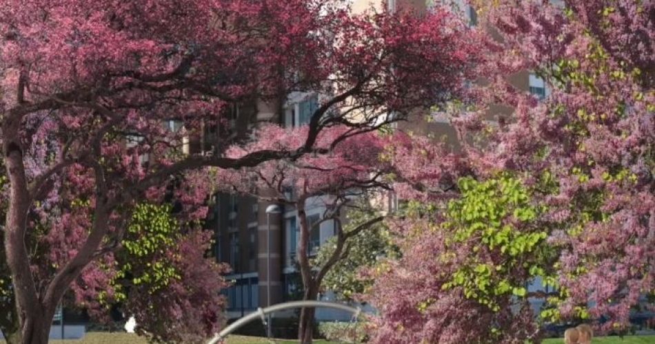 rendering pediatrico