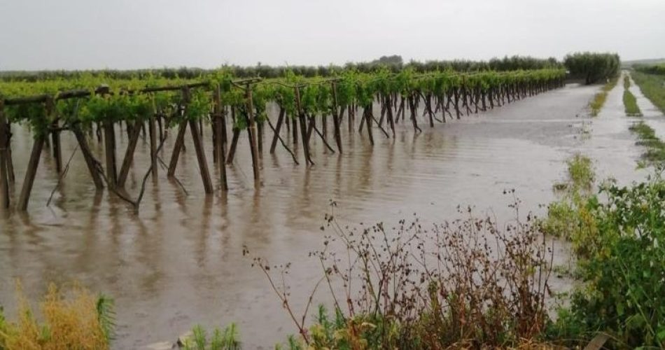 vigneti allagati 982 (1)