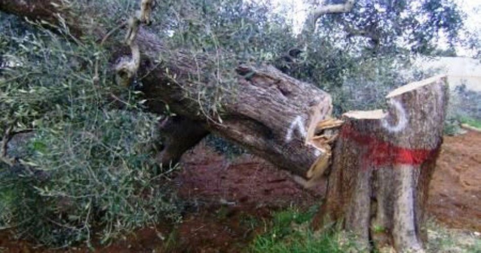 xylella-fastidiosa-nature Xylella